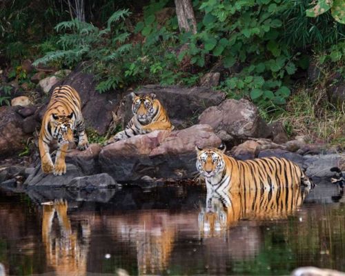 rajaji national park